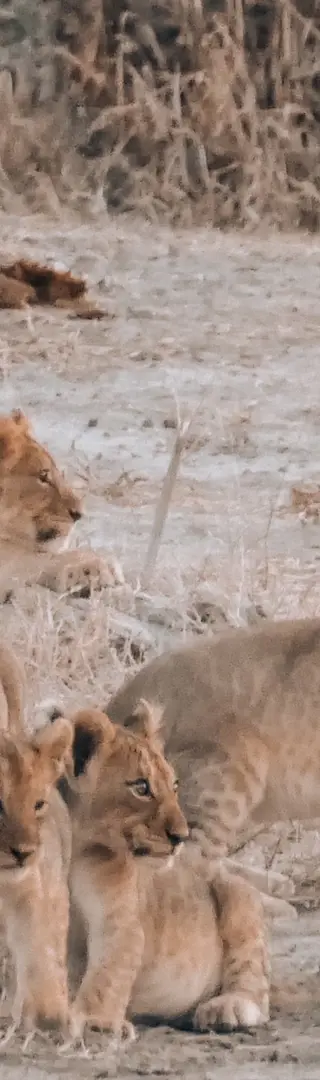 Löwenrudel im Onguma Private Game Reserve